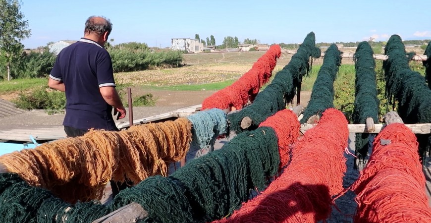 رنگرزی گیاهی در فرش قلیزاده